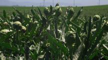 Ripe Artichokes Growing In A Field