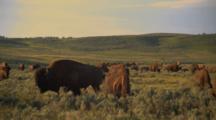 Herd Of Grazing Bison