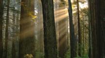 Sun Rays Stream Through A Redwood Forest