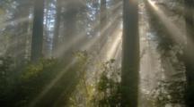 Sun Rays Stream Through A Redwood Forest