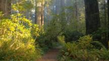 Walking Through Redwood Forest As Sun Rays Stream Through
