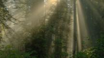 Travel Through Redwood Forest As Sun Rays Stream Through