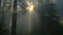 Redwood Forest With Sun Rays Streaming Through
