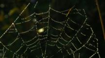 Dew Covered Spider Web in Forest