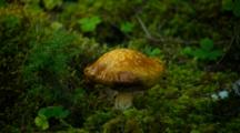 Single Mushroom On Forest Floor