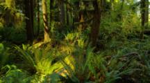 Steadicam Walk Through Hoh Rainforest