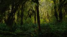 Rainforest Stock Footage