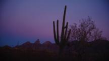 Saguaro Cactus Silhouetted At Sunset