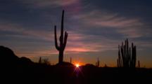 Saguaro And Organ Pipe Cactus Silhouetted At Sunrise