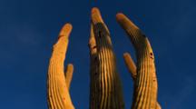 Close-Up Saguaro Cactus, Looking Up
