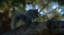 Grey Squirrel Sits In Tree Eating Nuts