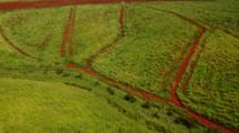 Aerials Kauai Farmland, Possibly Sugar Cane, Showing Famous Red Dirt