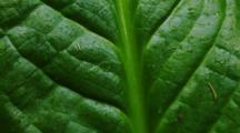 Extreme Close-Up Of Green Leaf