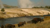 Bison Graze By Firehole River
