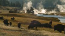 Bison Graze By Firehole River