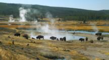 Bison Graze By Steaming Spring