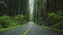 POV Driving In Redwood National Park