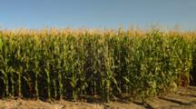 Field Of Corn