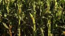 Field Of Corn, Close Up Of Plants, Ears Of Corn With Silk