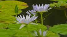 Water Lilies On Pond With Bees