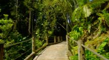 Wooden Path Through Tropical Forest