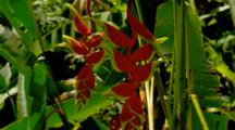 Tropical Jungle Plants In Hawaii, Heliconia Flowers Hang Down