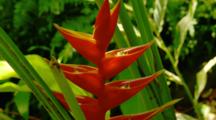 Tropical Jungle Plants In Hawaii, Heliconia Flower Close Up