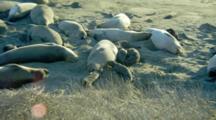 Mother Elephant Seals Nurse Pups At Rookery