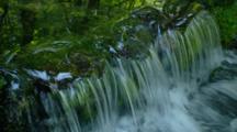 Water Flows From Spring In Lush Green Forest