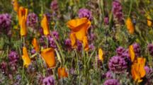Close Up California Poppies And Owl's Clover