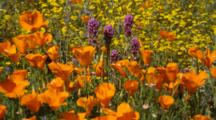 California Poppy And Other Wildflowers