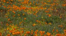 Field Of California Poppies And Other Flowers