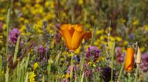 California Poppy And Other Flowers