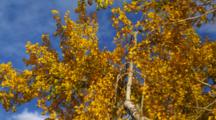 Autumn Trees With Gold Leaves Blowing In Breeze