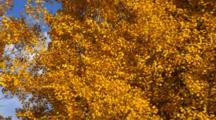 Autumn Trees With Gold Leaves Blowing In Breeze