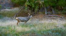 Mule Deer Grazes In Meadow Near Forest