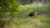 Mule Deer Grazes In Meadow Near Forest