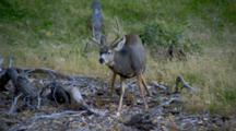 Mule Deer Grazes In Meadow
