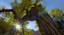 Sunburst Through Tree Branches In Autumn Colors