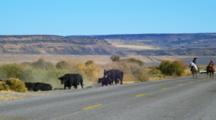 Cowboys Drive Cattle On Highway In Eastern Oregon