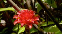 Tropical Flower, Possibly Wax Ginger, In Rainforest