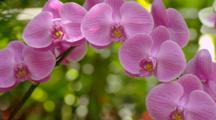 Orchids In Tropical Forest