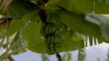 Banana Tree With Fruit, In Breeze