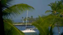 Sailboat Framed By Palm Trees, Kona Harbor