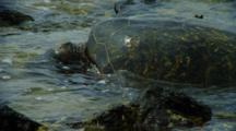 Sea Turtle Feeds On Algae On Shallow Rocks Near Kona