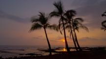 Ultra HD Tropical Palm Trees