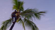 Man Pruning A Palm Tree In Kona