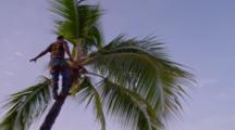 Man Pruning A Palm Tree In Kona