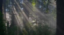 Rays Of Light In Redwood Forest, Redwood National Park