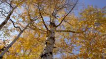 Fall Tree, Looking Up Into Birch Or Aspen, Near Moose Junction